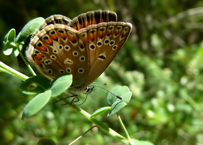 confermiamo Polyommatus thersites?